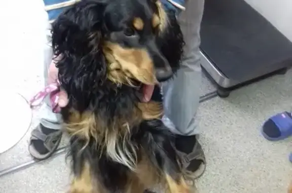 Найдена собака в районе гимназии по Сафьяновых