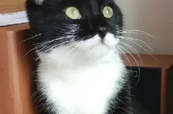 Потерянные животные Ростов-на-Дону, фото: Пропала кошка в Ростове, Новосибирский пер. 22