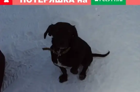Найдена собака в Захарово, Рязанская обл.