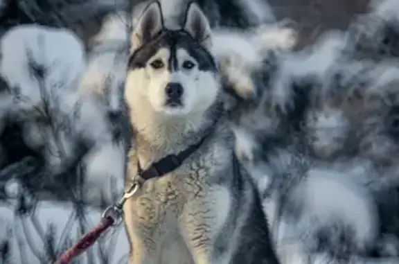 Собаки потеряшки, Труд, фото: Потеряшка собака в поселке Труд, ул. Спортивная