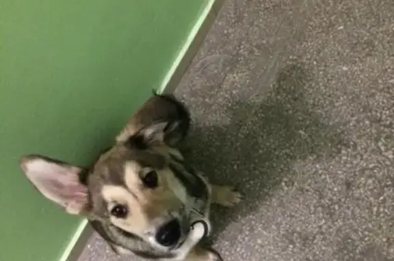 Собака найдена на Верхней Набережной, Иркутск