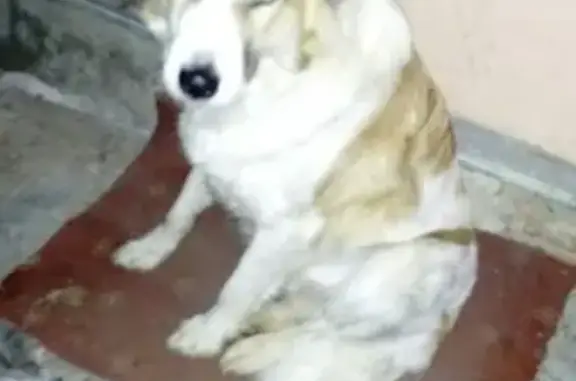 Найден рыжий пес с белым окрасом в Миассе
