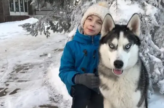 Пропала собака Хаски Алтай в Белозерске