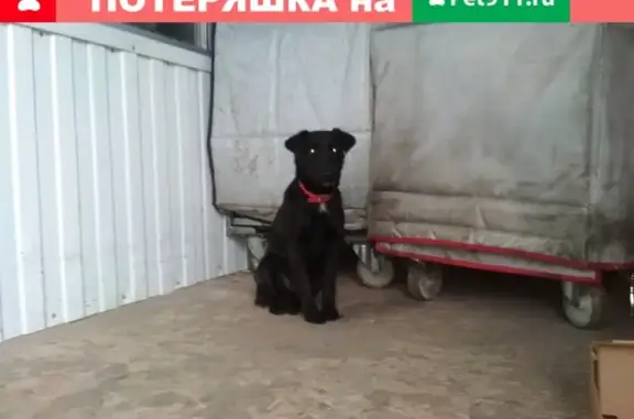 Потерянная собака на ул. Полянской, Кострома