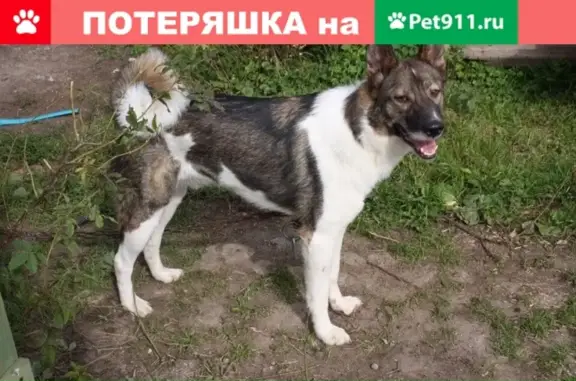 Пропала собака Лаки в Красносельском районе СПб