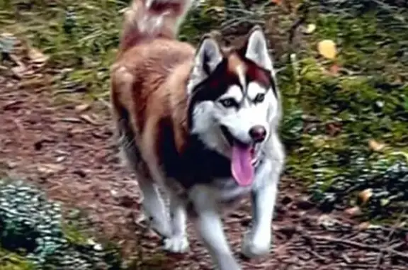 Пропала собака Чарли в Орехово-Зуево, Россия