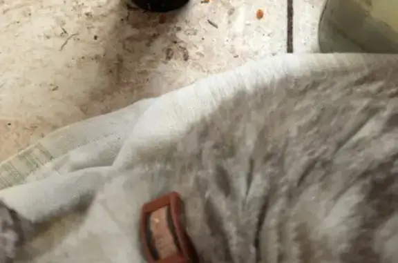 Найден котик в ошейнике в Сергиевом Посаде