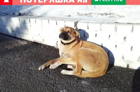 Найдена ухоженная собака в Магнитогорске