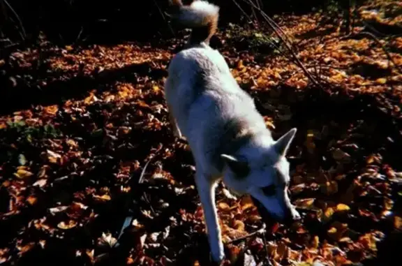 Пропала собака в Сольцах, Новгородская область