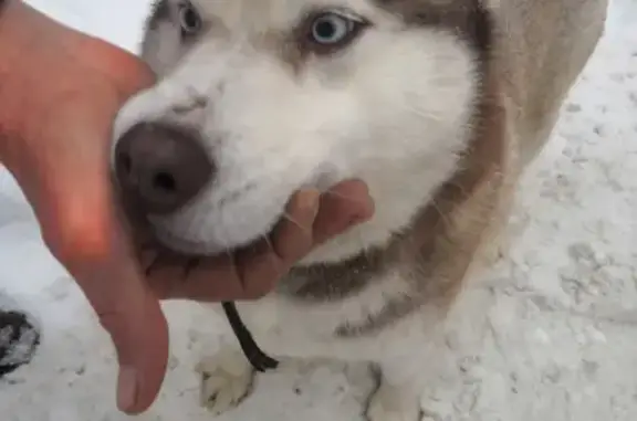 Собака с красным ошейником найдена в Серпухове