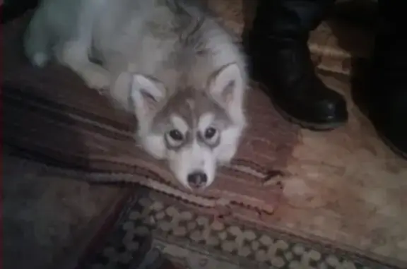 Потерянные животные Стерлитамак, фото: Пропала собака Граф в селе Октябрьское, Стерлитамакский район (РБ)