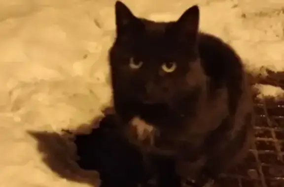 Найдена домашняя кошка у подъезда 23.01.2019 в Липецке
