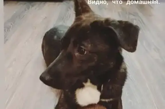 Собака найдена у метро Петровско-Разумовская.