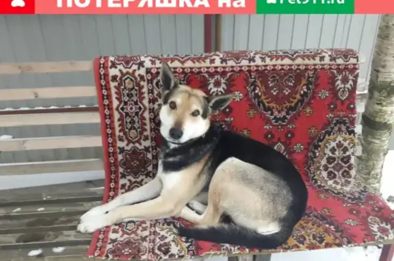 Найдена собака в Санкт-Петербурге!