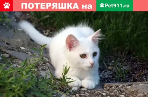 Найден здоровый кот на ул. 50 лет Октября, 17