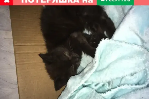 Найдена кошка на ул. Колесникова, Руза, МО