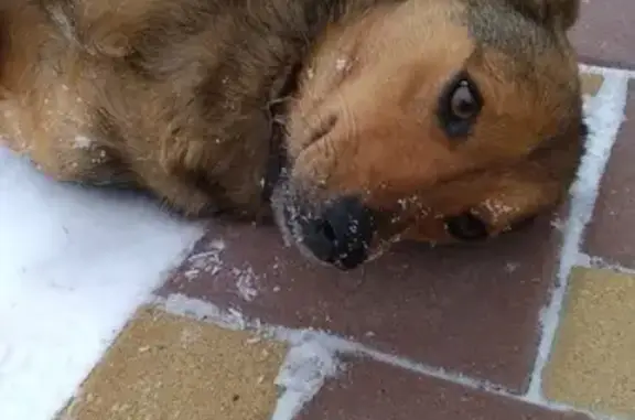 Пропала собака в Белгородском районе