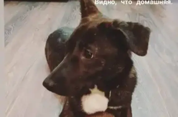 Собака найдена в Москве, 127238