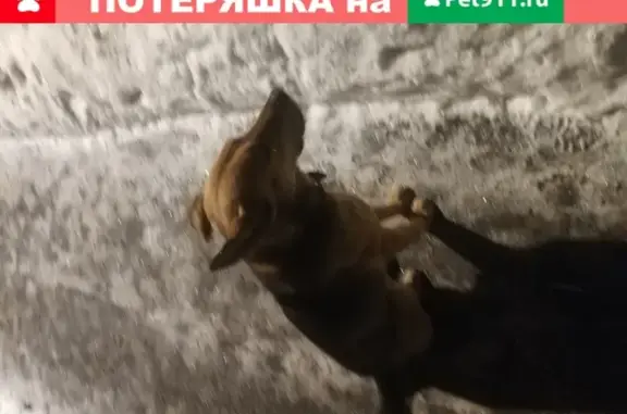 Собака найдена на ул. Михайлова, 34.