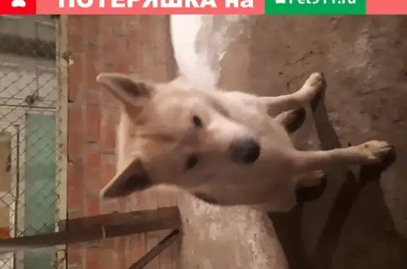 Найдена белая собака с ошейником на ул. Ленина, 159
