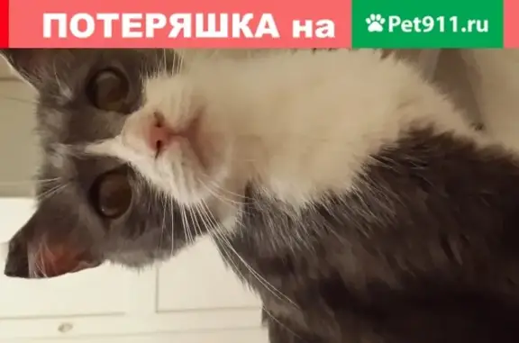 Найдена кошка в Домодедово.