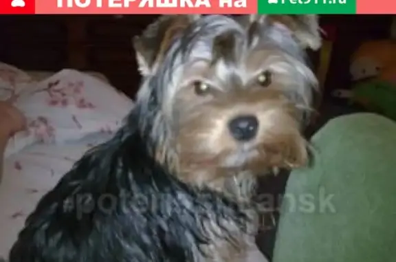 Пропала собака в Заельцовском районе, ул. Жуковского-Тимирязева, йоркширский терьер.