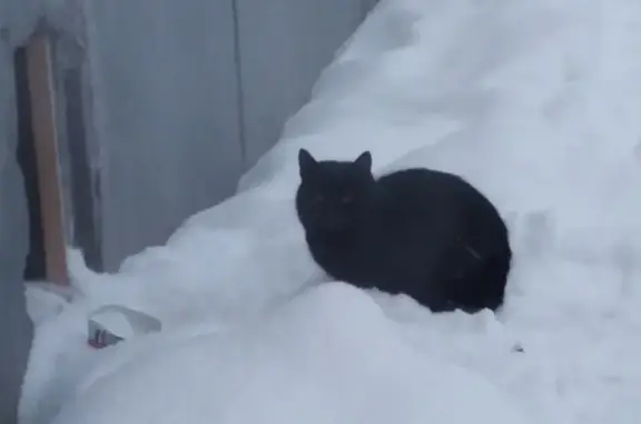 Приморский район: найдена чёрная кошка на Богатырском проспекте