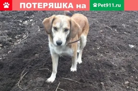Пропала собака в Ухте, Республика Коми