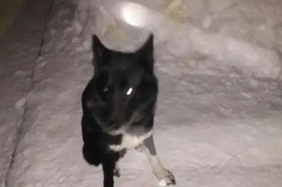 Найден пёс на ул. Юбилейной в Череповце