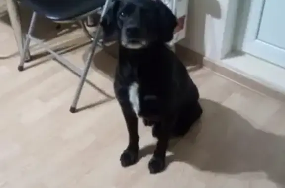 Собака найдена в ЖК Рассветный, ищем хозяев!