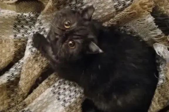 Найдена черная кошка в Екатеринбурге