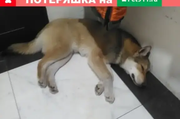 Пропала собака на улице Советской Армии, Барнаул