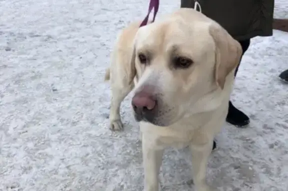 Найдена собака породы лабрадор на Новом Рынке, Барнаул