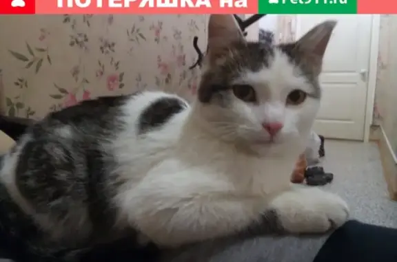 Найден кот на ул. Лермонтова, Томск