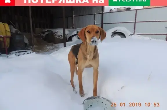 Найдена собака в д. Кудеснеры, Урмары, Россия
