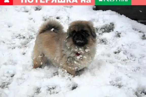 Пропала собака, возрастная пекинеска, Мурманск.