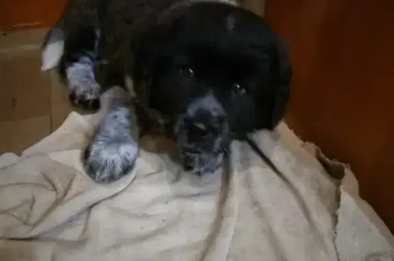 Собаки потеряшки, Липецк, фото: Потеряшка собака на Ниженке, Липецк