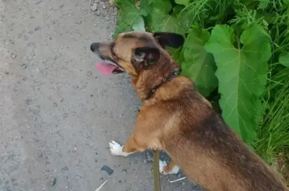 Пропала собака Шустрик на ул. Ленина 166, Ижевск