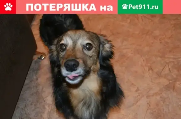 Пропал пёс ТЕД возле магазина ПРОВИАНТ на Ленинградской, Заречный, Пензенская область