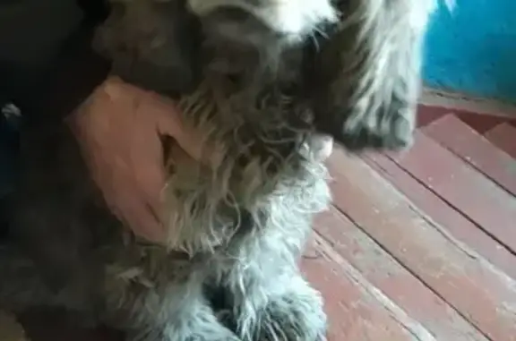 Найдена собака в районе Фортуны в Чите