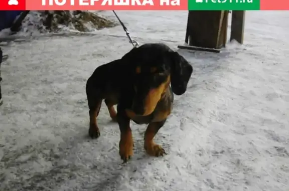 Найдена собака на улице Пугачева в Омске, ищут владельцев.