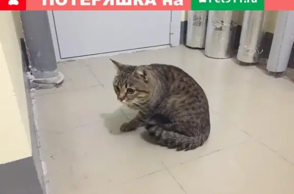 Найден котик на Немировича-Данченко д. 144/1 в Новосибирске