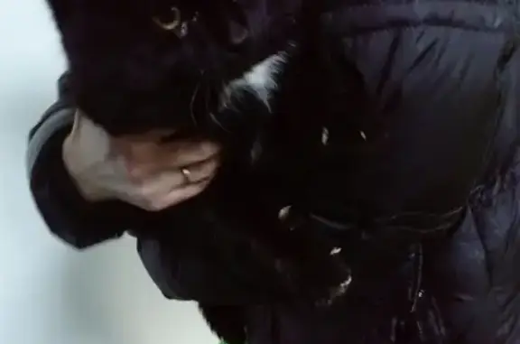 Найден чёрный кот с белыми пятнами на ул. Дианова