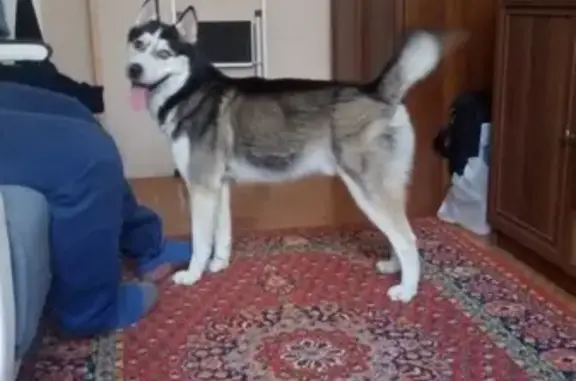 Найдена собака в Железногорске, Курская область