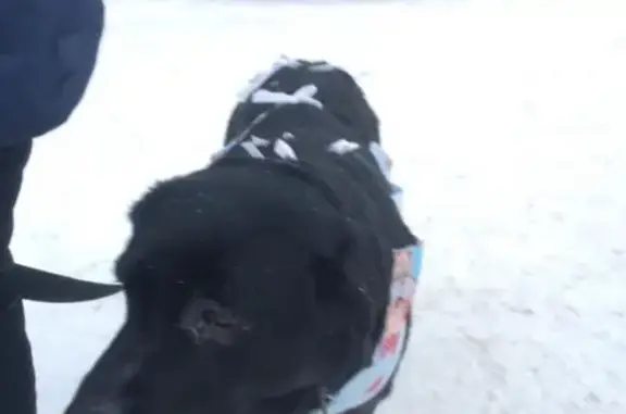 Найдена собака в Омске - лабрадор девочка, ищем хозяев