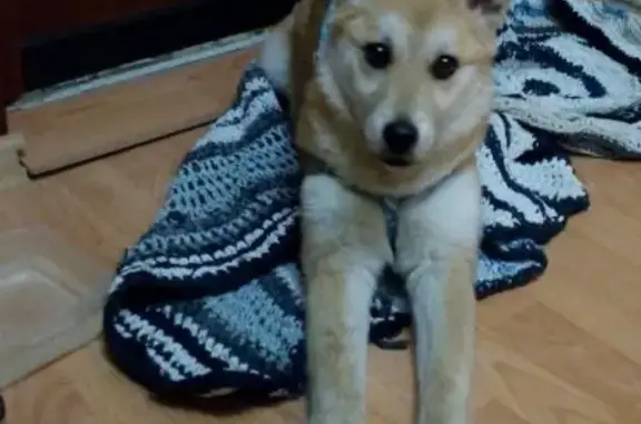 Найден щенок в Новосибирске