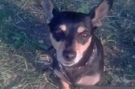 Пропала собака в Медногорске, Карликовый пинчер, помогите найти!