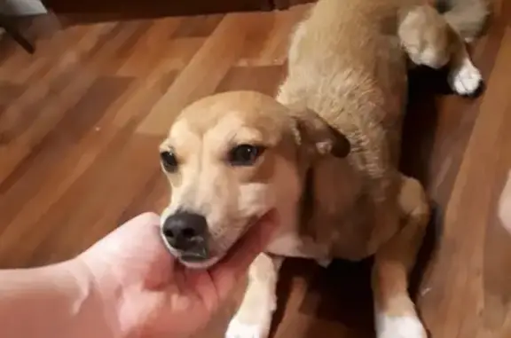 Найдена собака в Энгельсе с ошейником