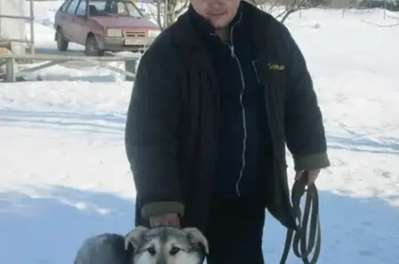 Собаки потеряшки, деревня Стремутка, фото: Потеряшка собака Мухтар в д. Стремутка, ищут хозяина.
