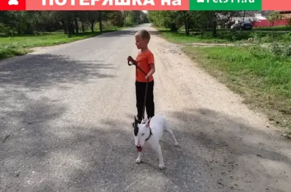 Пропала собака в ОЭЗ, Краснодарский край, Апшеронск